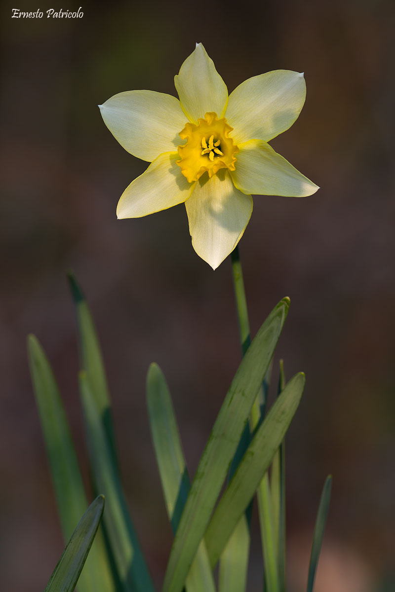 Narcissus cv.
